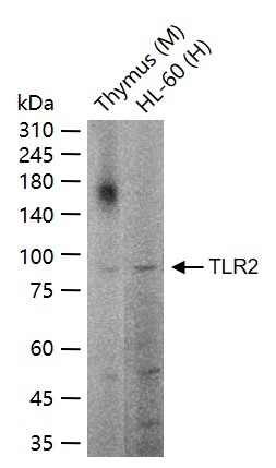 TLR2 Rabbit pAb (一抗) - WB,Flow-Cyt | Bioss