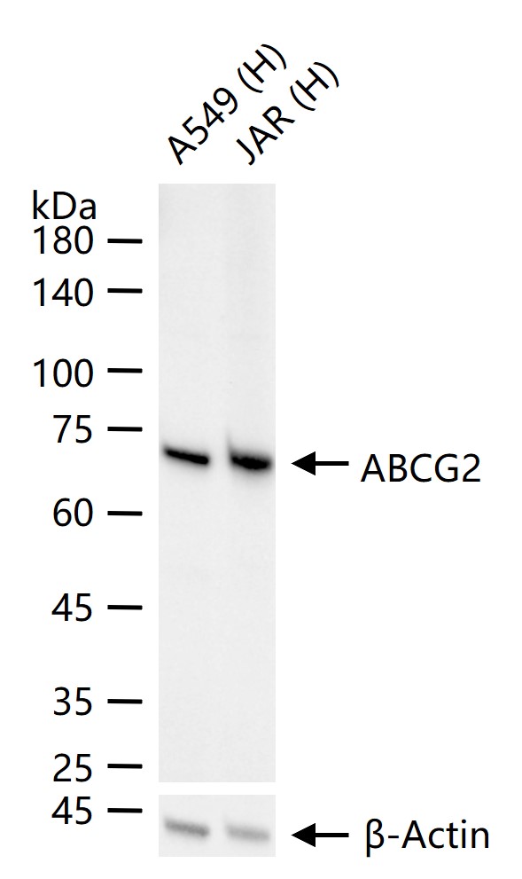 三磷酸腺苷结合转运蛋白G超家族成员2重组兔单抗