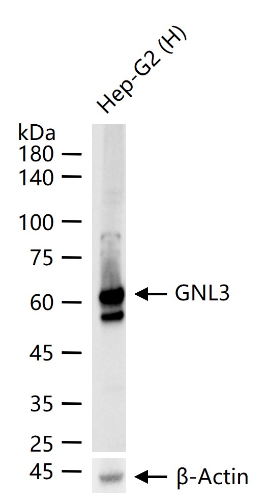 GNL3 Recombinant Rabbit mAb (一抗) - WB,Flow-Cyt,ICC/IF | Bioss