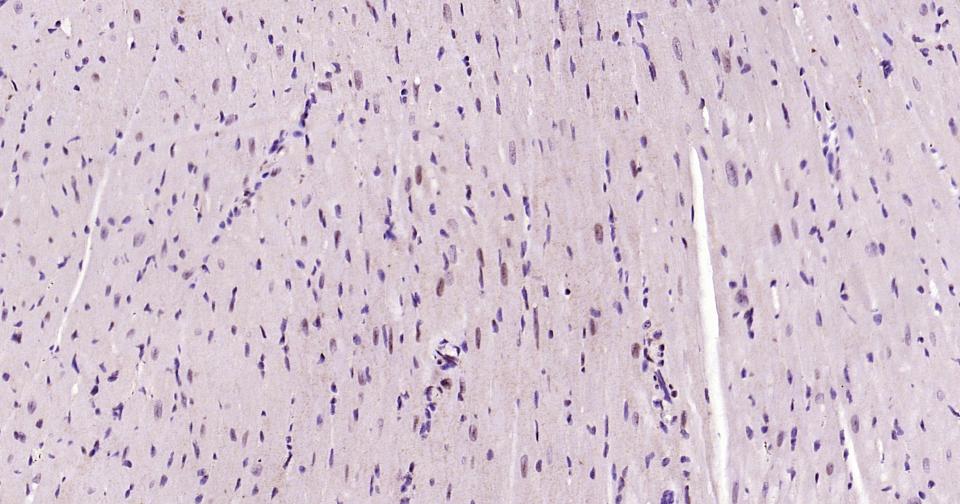 磷酸化信号转导和转录激活因子3重组兔单抗
