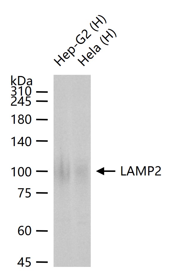 LAMP2 Rabbit pAb (一抗) - WB,IHC-P,IHC-F,IF,IP | Bioss