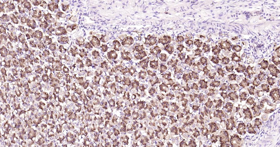 自噬效应蛋白Beclin 1单克隆抗体-bsm-33323M