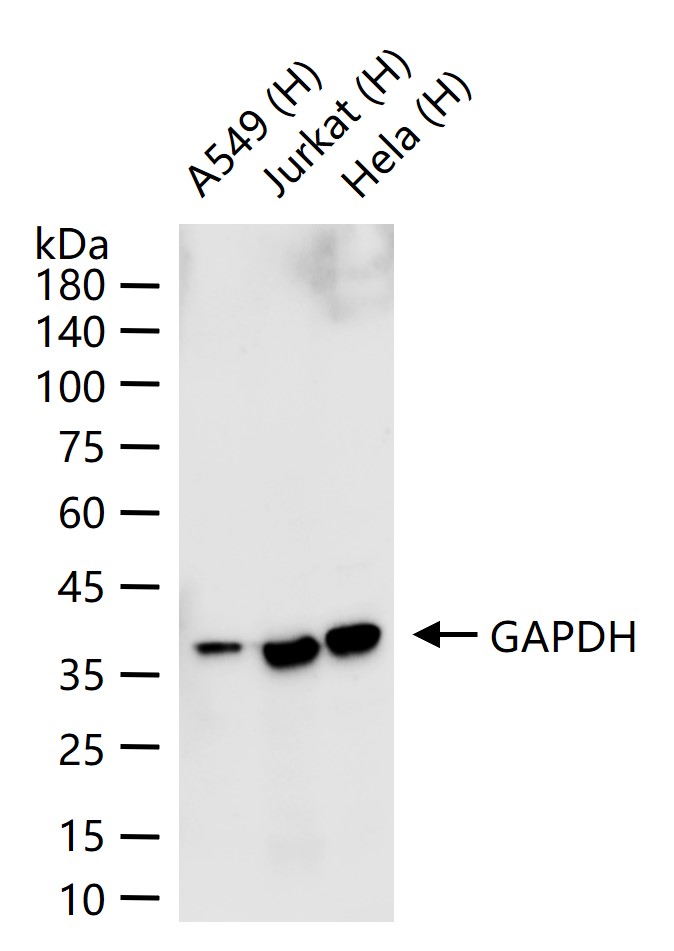 辣根过氧化物酶标记的兔抗小鼠IgG H&L