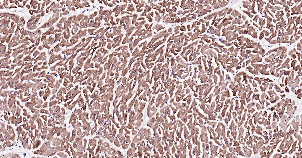 氨基末端激酶1重组兔单抗