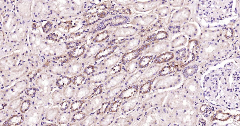 自噬效应蛋白Beclin 1抗体-bs-1353R