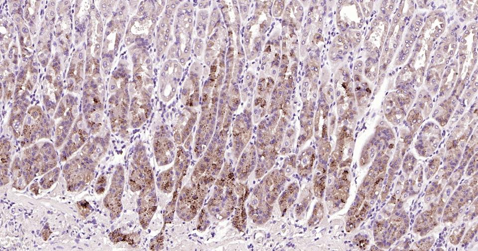 自噬效应蛋白Beclin 1单克隆抗体-bsm-33323M