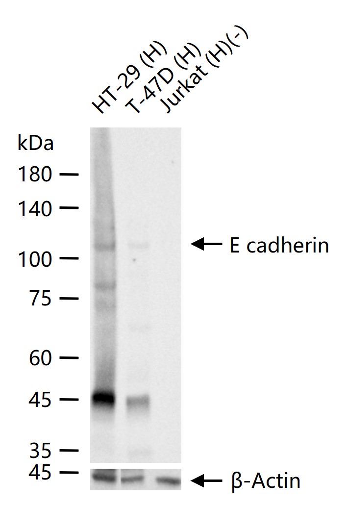 上皮钙粘附分子重组兔单克隆抗体