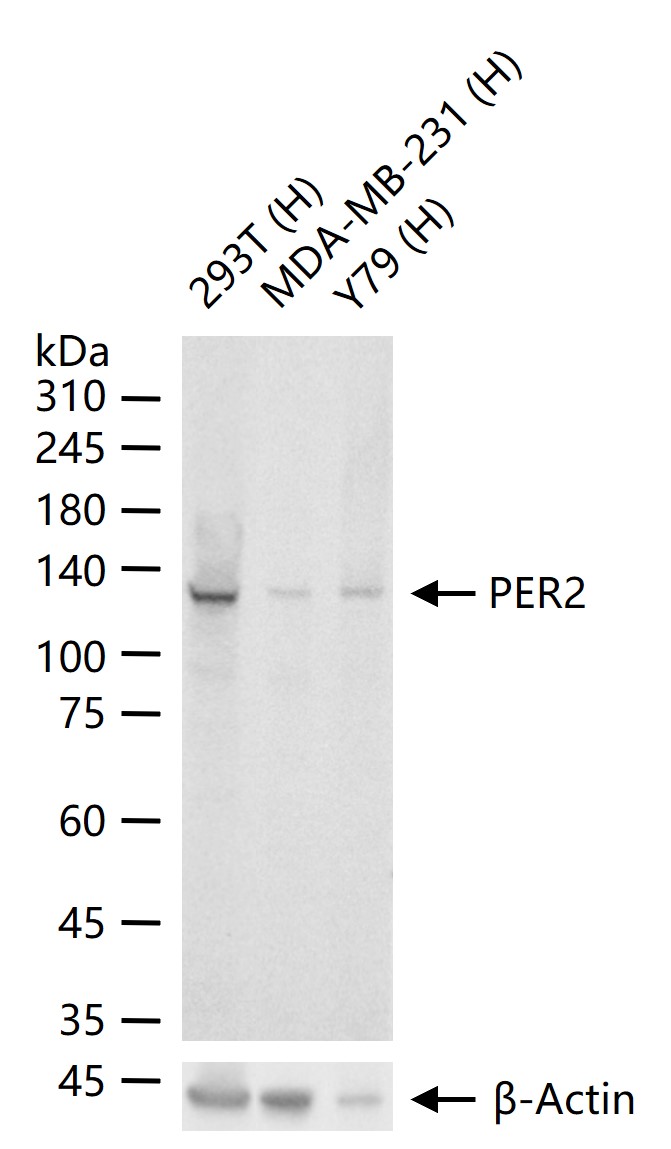 节律蛋白2重组兔单抗