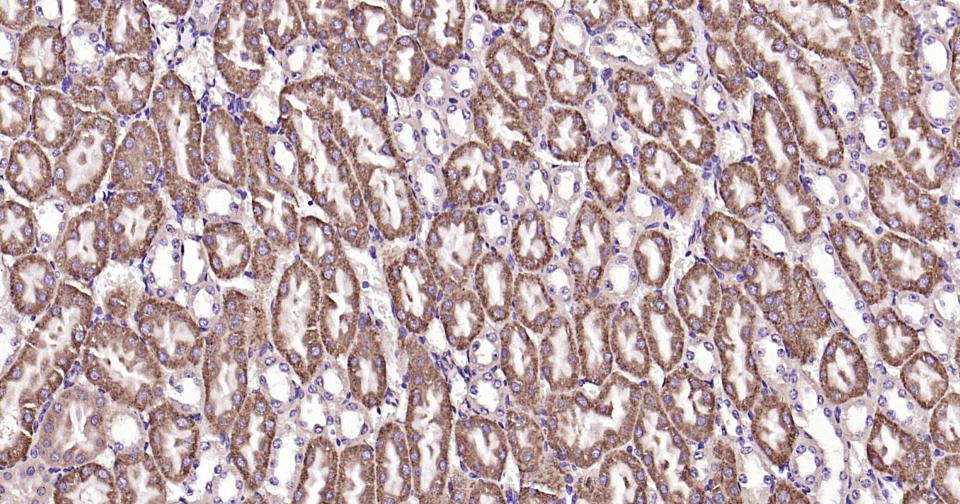 自噬效应蛋白Beclin 1重组兔单抗