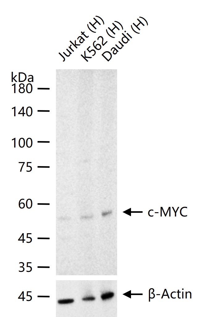 C-Myc Mouse mAb (一抗) - WB | Bioss