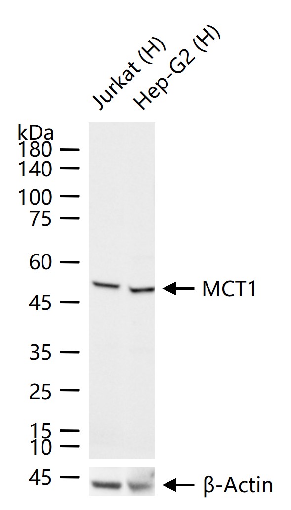 单羧酸转运蛋白-1重组兔单抗