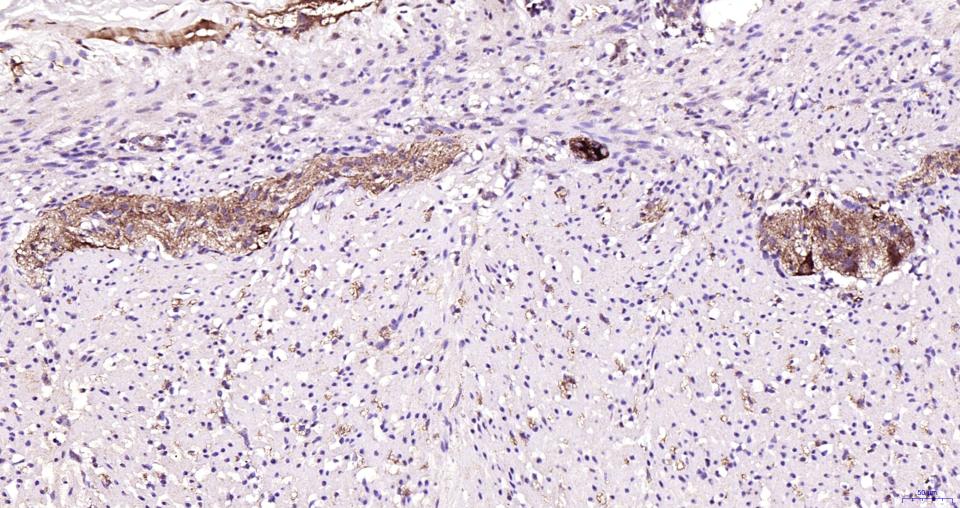 磷酸化微管相关蛋白2重组兔单抗-bsm-62863R