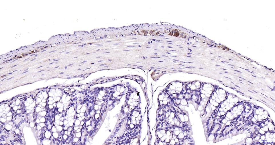 磷酸化微管相关蛋白2重组兔单抗-bsm-62863R