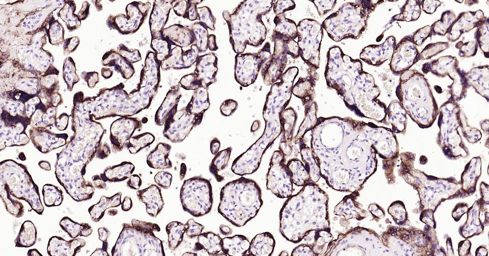 细胞色素cP450 CYP26A1重组兔单抗