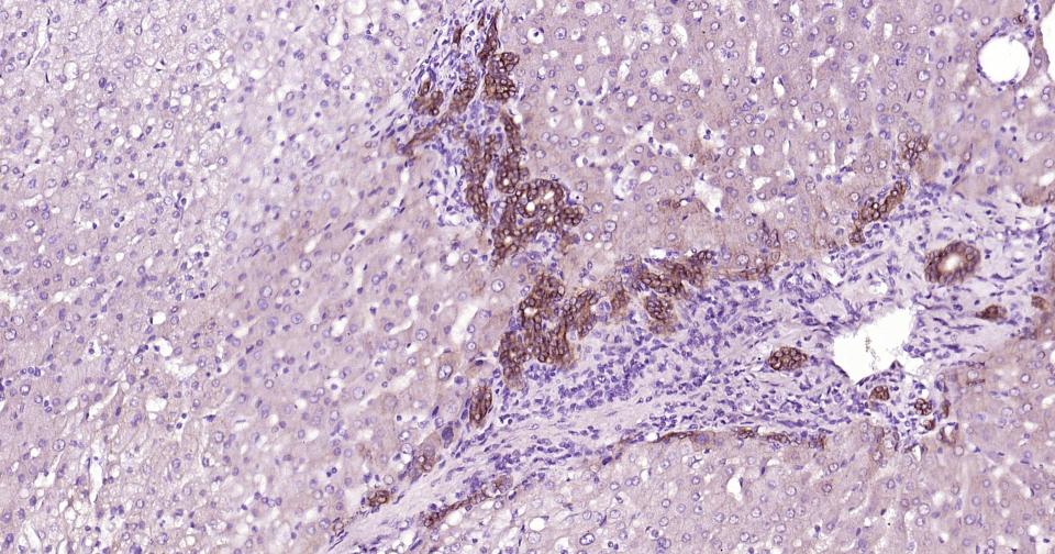细胞色素cP450 CYP26A1重组兔单抗