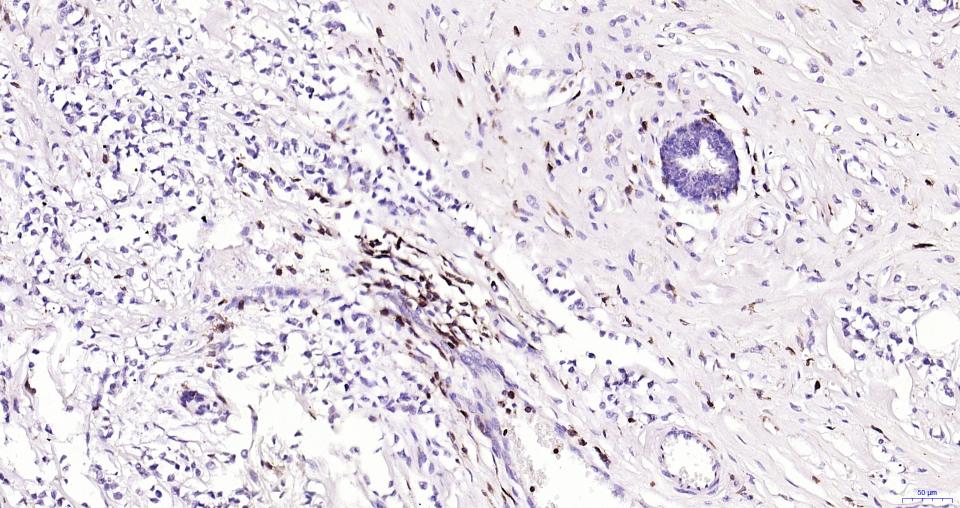 白细胞共同抗原CD45抗体-bs-0522R