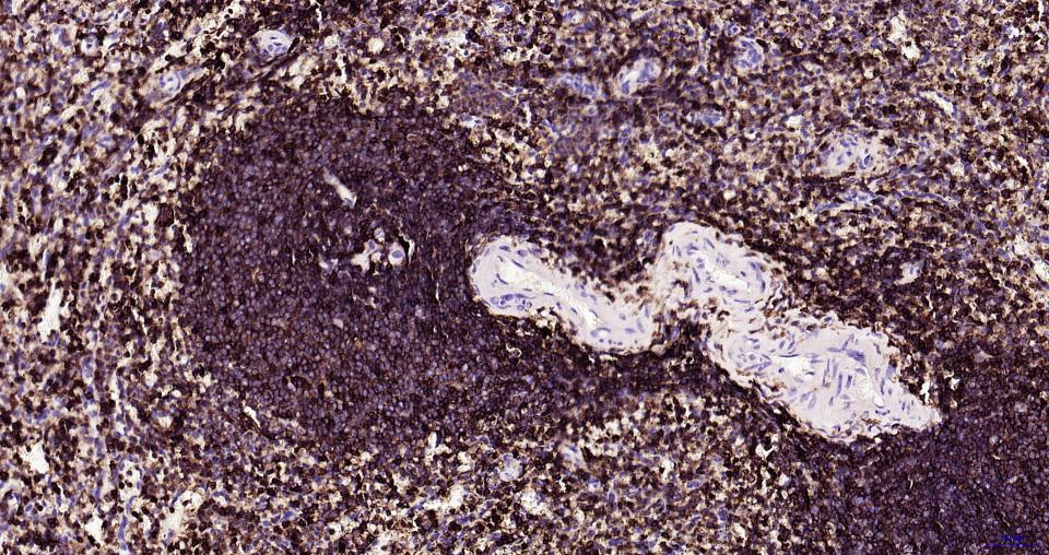 白细胞共同抗原CD45抗体-bs-0522R