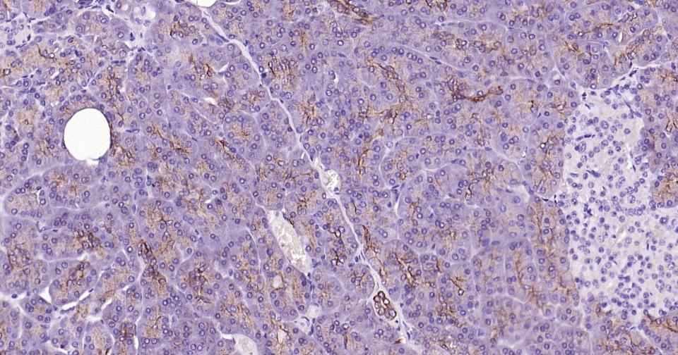 细胞色素cP450 CYP26A1重组兔单抗