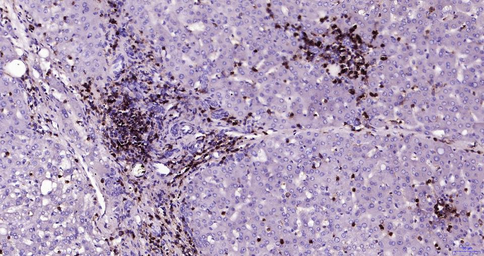 白细胞共同抗原CD45抗体-bs-0522R