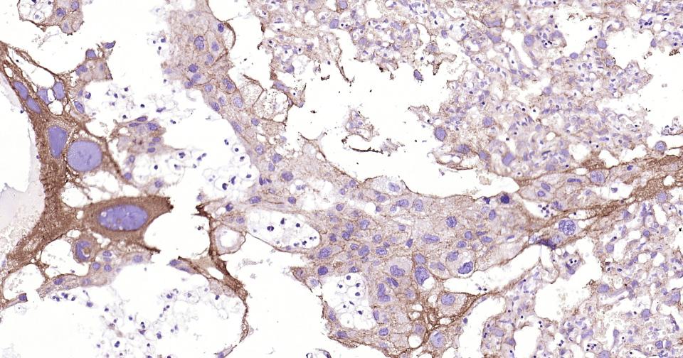 细胞色素cP450 CYP26A1重组兔单抗