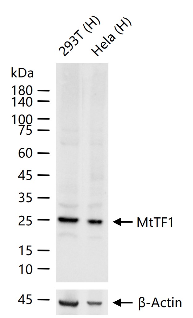 线粒体转录因子1重组兔单抗