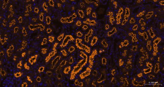 Cy3标记的羊抗兔IgG H&L