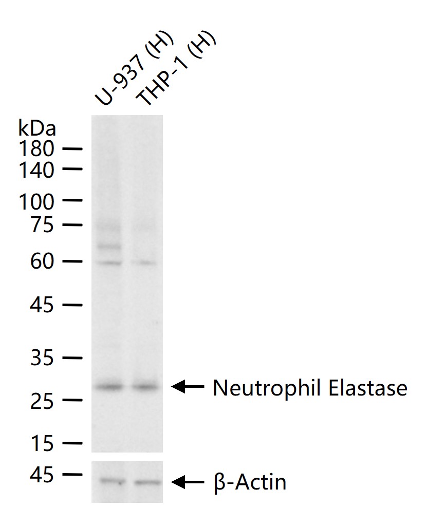 Neutrophil Elastase Rabbit pAb (一抗) - WB | Bioss