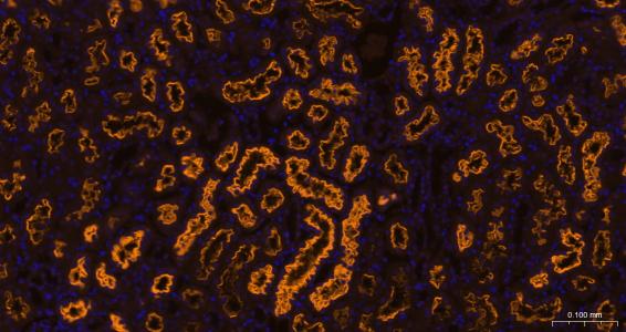 糖蛋白gp330重组兔单抗