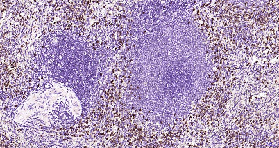 氨基末端激酶1/3重组兔单抗