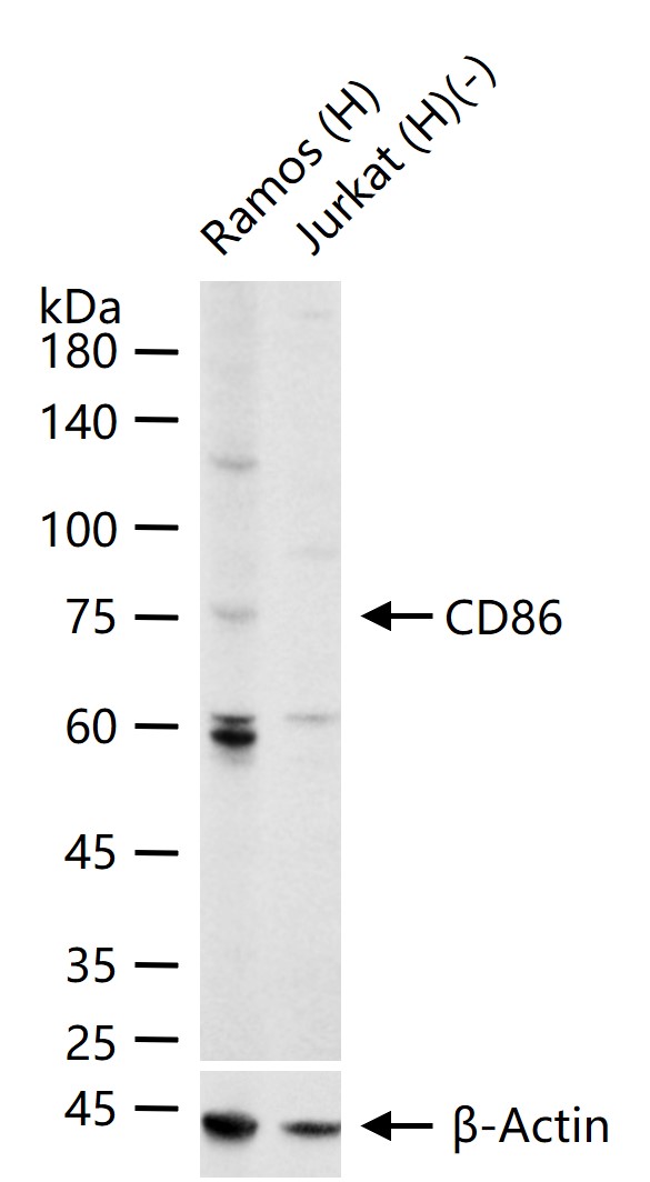 CD86 Mouse mAb (一抗) | Bioss