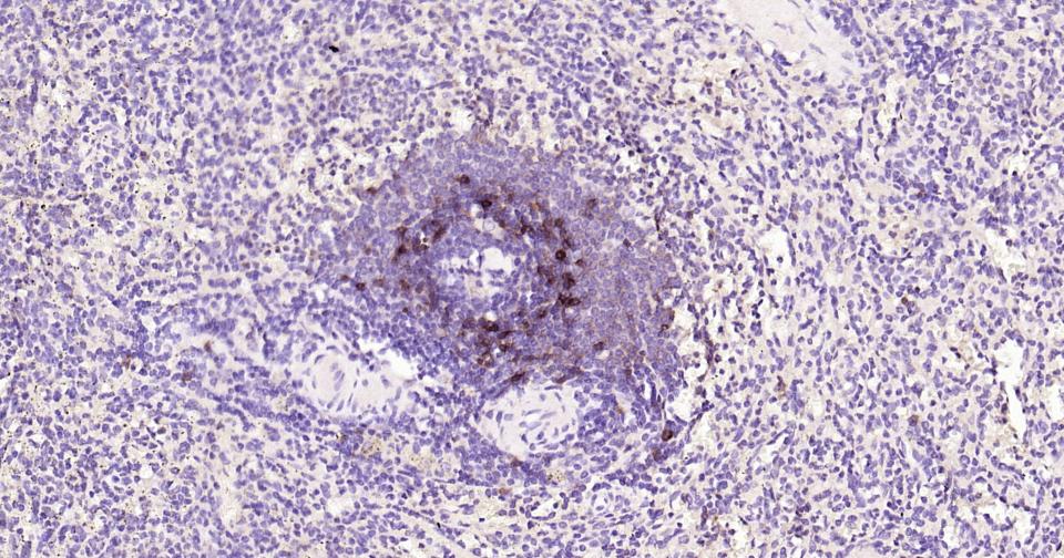 CD23/FcεRII单克隆抗体-bsm-33088M