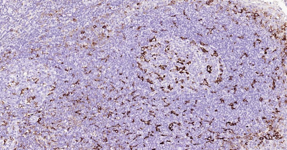 整合素αX重组兔单抗