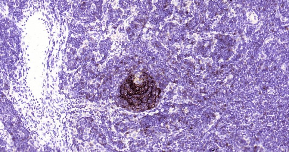 CD23/FcεRII单克隆抗体-bsm-33088M