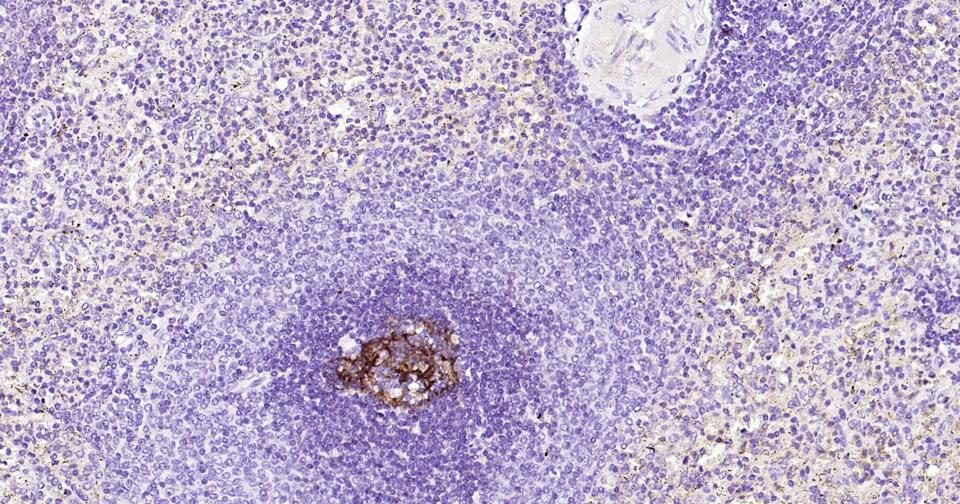 CD23重组兔单抗-bsm-60453R