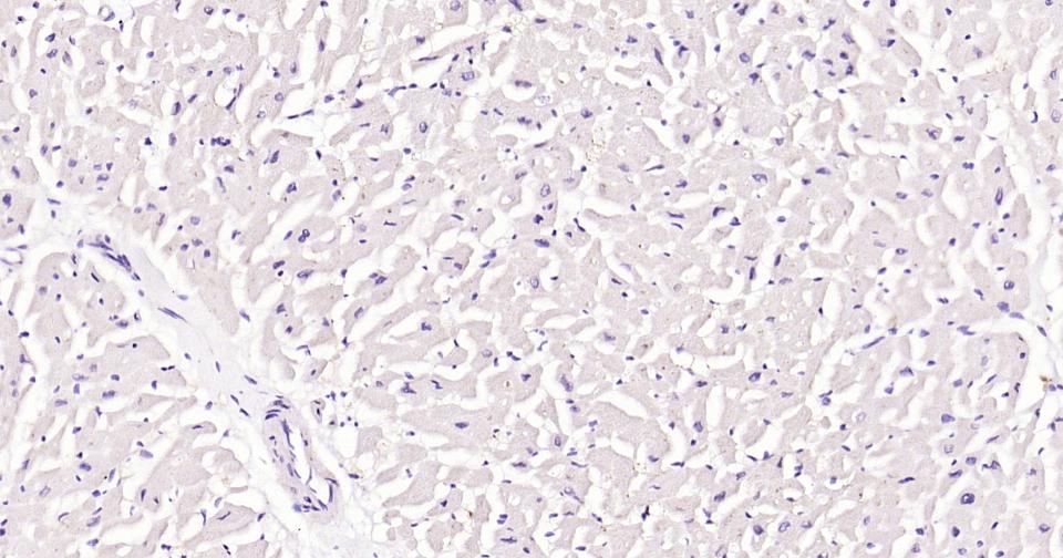 CD23/FcεRII单克隆抗体-bsm-33088M