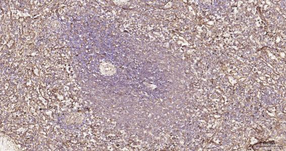 列腺素E2受体2重组兔单抗