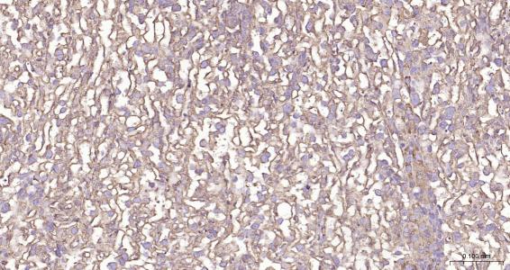 列腺素E2受体2重组兔单抗