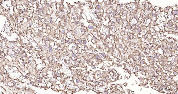 列腺素E2受体2重组兔单抗