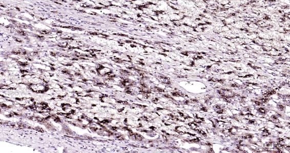 溶酶体相关膜蛋白2（CD107B）抗体-bs-2379R