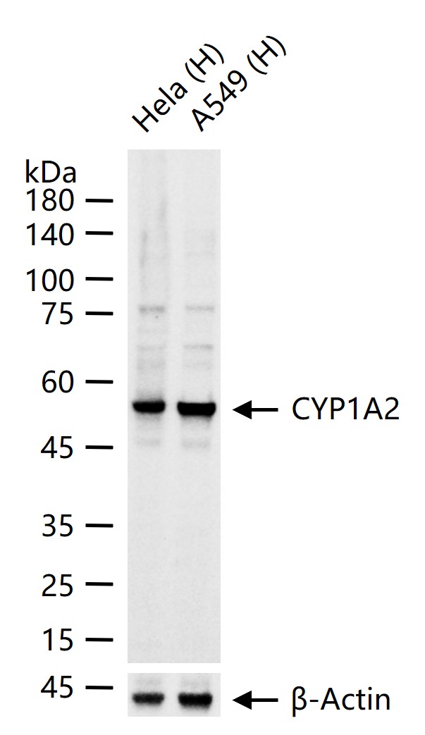 CYP1A2重组兔单抗