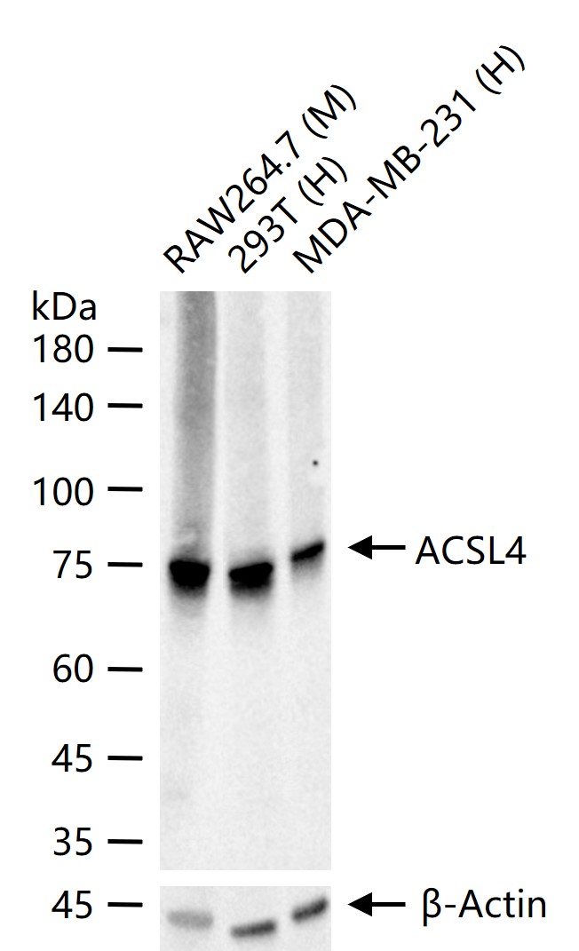 酰基辅酶A合成酶4重组兔单抗