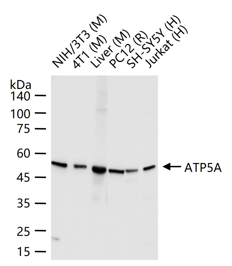 ATP5A重组兔单抗