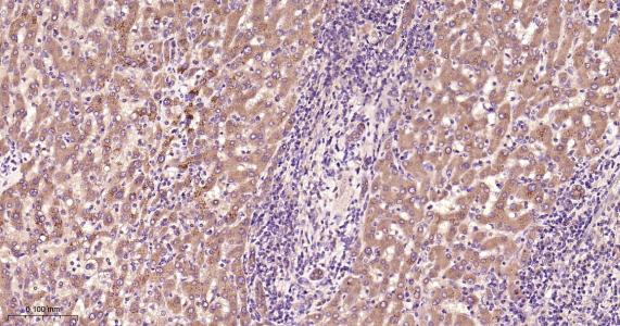 蛋白二硫异构酶A6重组兔单抗-bsm-61392R