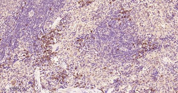 蛋白二硫异构酶A6重组兔单抗-bsm-61392R