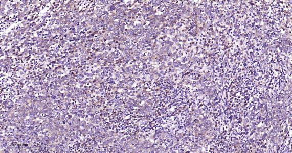 磷脂酰乙醇胺结合蛋白1重组兔单抗-bsm-61243R