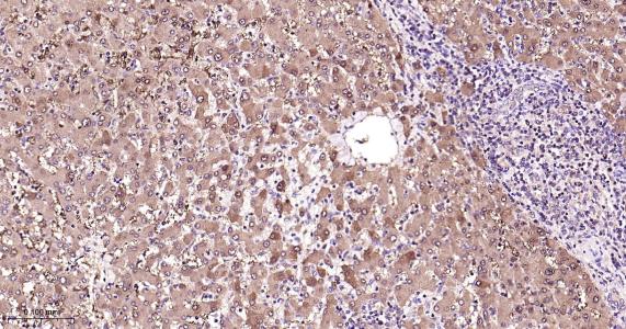 磷脂酰乙醇胺结合蛋白1重组兔单抗-bsm-61243R