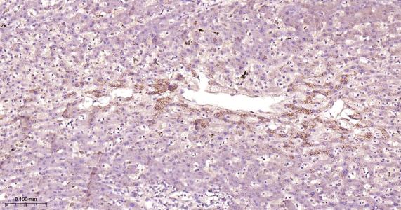 蛋白二硫异构酶A6重组兔单抗-bsm-61392R