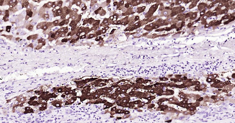 细胞色素P450 3A4重组兔单抗