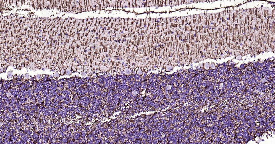 胶质纤维酸性蛋白重组兔单抗