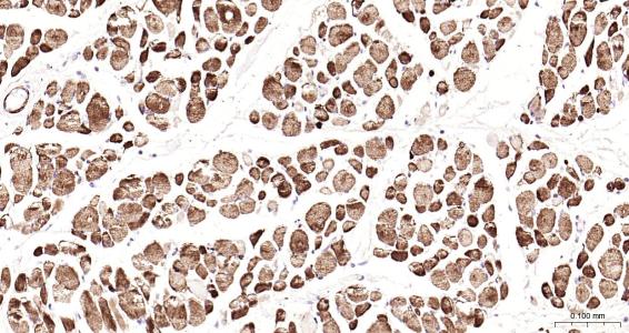 结蛋白抗体-bs-1026R